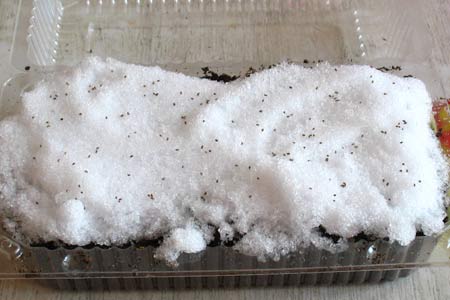 Посадка семян сельдерея по снегу