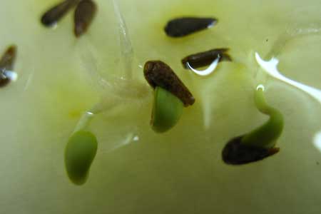 Проросшие семена  астры с маленькими листочками