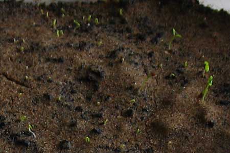 Первые росточки сельдерея корневого Анита