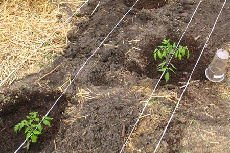 Высаживание рассады томатов на грядку