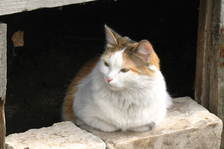 Кошка Муся