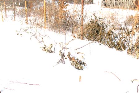Кусты малины занесены снегом
