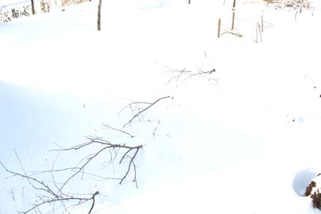 Грядка с клубникой под снегом