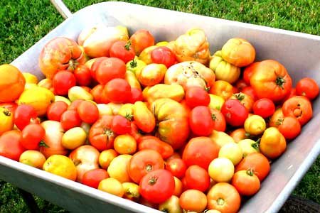 Уборка урожая томатов
