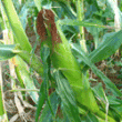Кукуруза на моем огороде