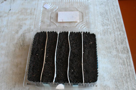 Коробочка с почвой для посадки семян земляники