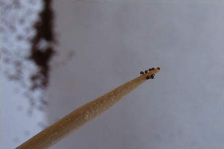 Посадка семян лобелии