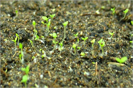 Выращивание рассады петунии. Четвертый день