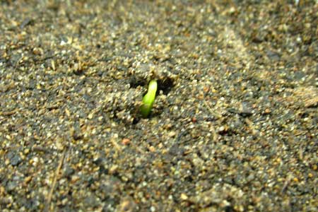 Прорастание семян баклажанов
