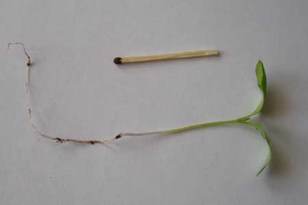 Недельный росток баклажана