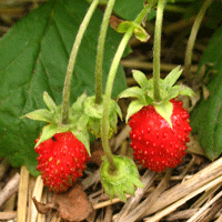 Первые ягоды земляники ремонтантной