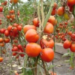 Можно ли получить закаленные томаты