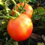 Выращивание ранних томатов